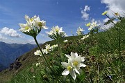 32 Anemone narcissino (Anemone narcissiflora) salendo ai Laghetti di Ponteranica